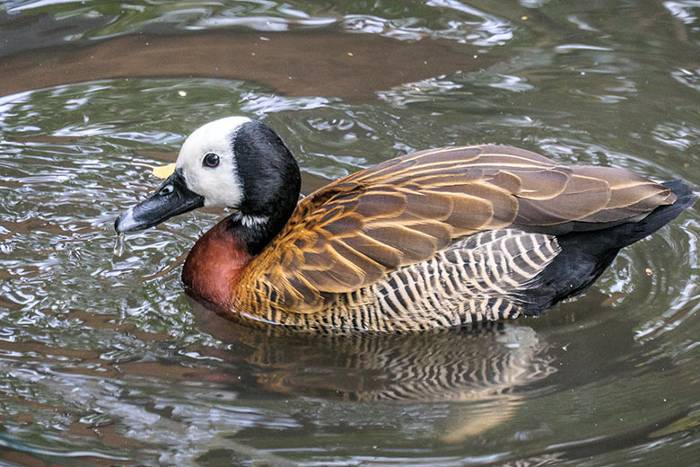 Witwenpfeifgans am 1. November 2020 auf der Anlage für Wassergeflügel unterhalb des Vogel-Hauses im Zoo Wuppertal