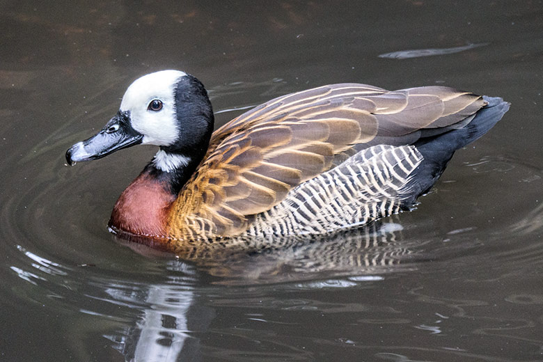 Witwenpfeifgans am 1. November 2020 auf der Anlage für Wassergeflügel unterhalb des Vogel-Hauses im Wuppertaler Zoo