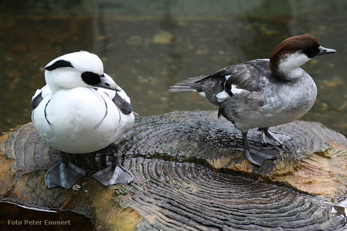 Zwergsäger im Wuppertaler Zoo im März 2007 (Foto Peter Emmert)