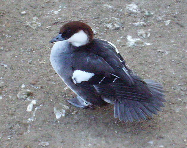 Weiblicher Zwergsäger im Zoologischen Garten Wuppertal im Dezember 2008