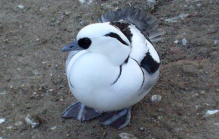 Zwergsäger im Wuppertaler Zoo im Dezember 2008