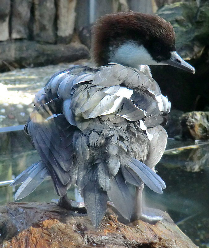 Zwergsäger im Wuppertaler Zoo im März 2012