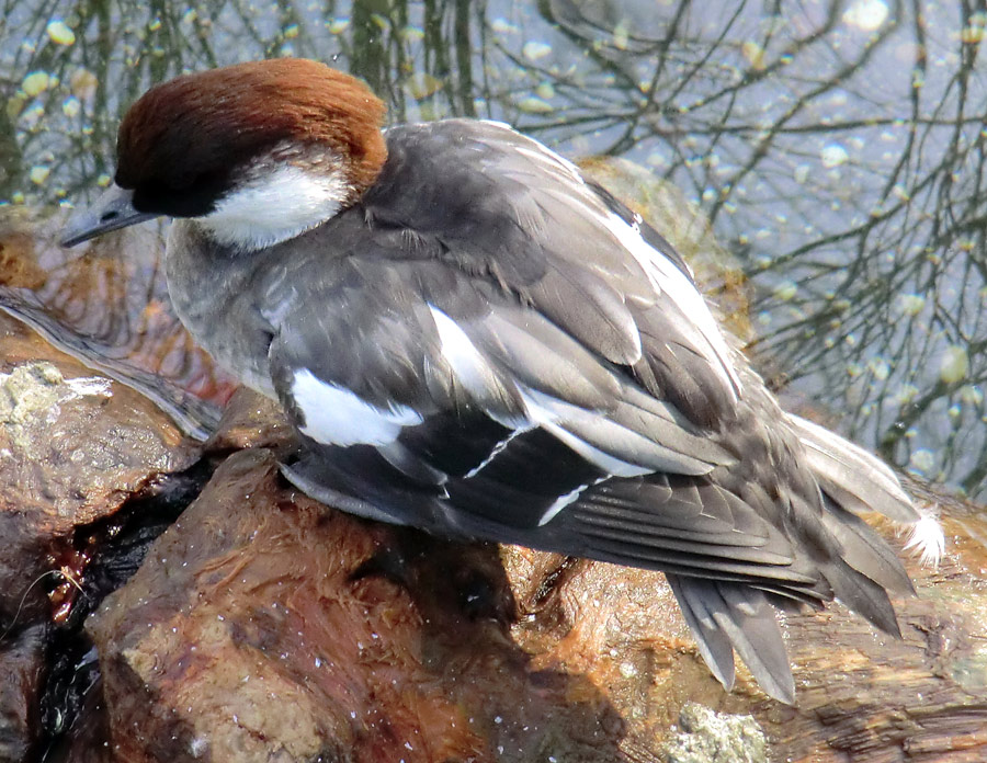 Zwergsäger im Zoo Wuppertal im März 2012