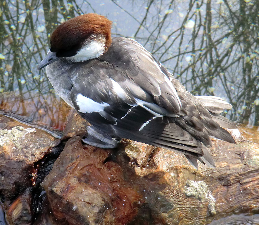 Zwergsäger im Zoologischen Garten Wuppertal im März 2012