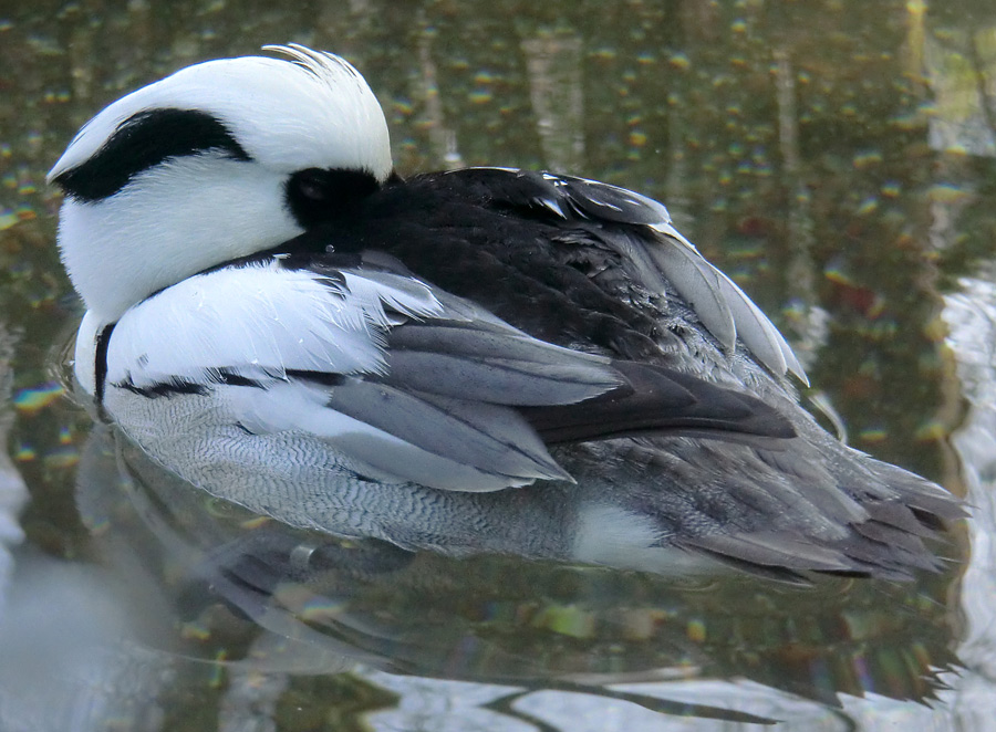 Zwergsäger im Zoo Wuppertal im März 2012