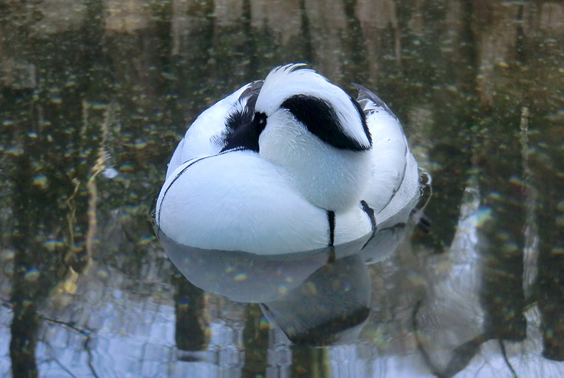 Zwergsäger im Zoologischen Garten Wuppertal im März 2012