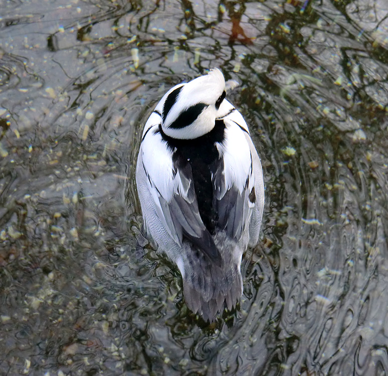 Zwergsäger im Wuppertaler Zoo im März 2012