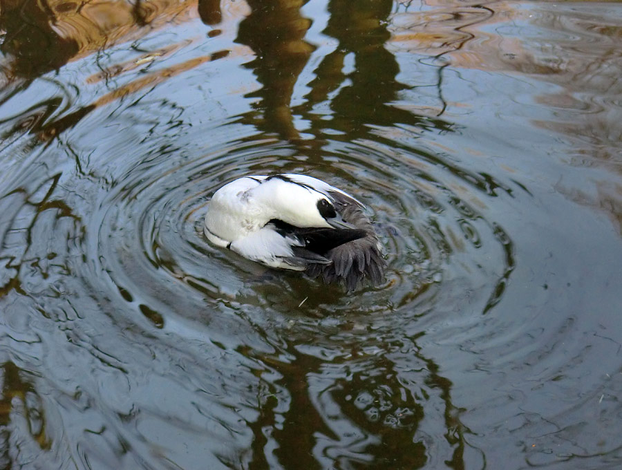 Männlicher Zwergsäger im Zoologischen Garten Wuppertal im Januar 2014