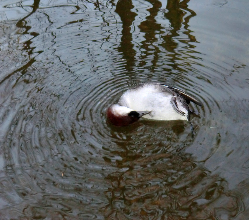 Weiblicher Zwergsäger im Wuppertaler Zoo im Januar 2014