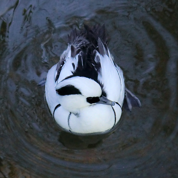 Männlicher Zwergsäger im Wuppertaler Zoo im Januar 2014