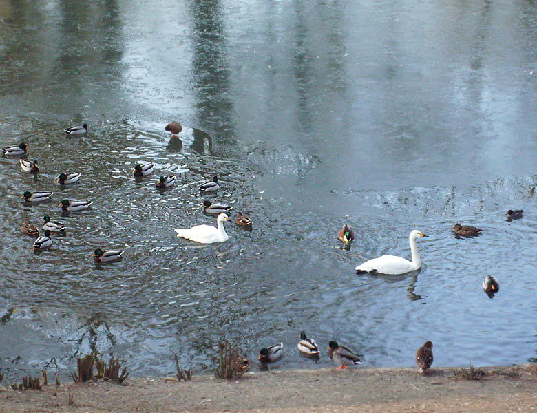 Zwergschwäne im Wuppertaler Zoo im Januar 2009