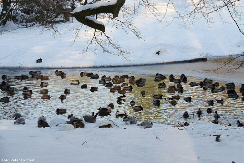 Wassergeflügel im Wuppertaler Zoo im Januar 2009 (Foto Peter Emmert)