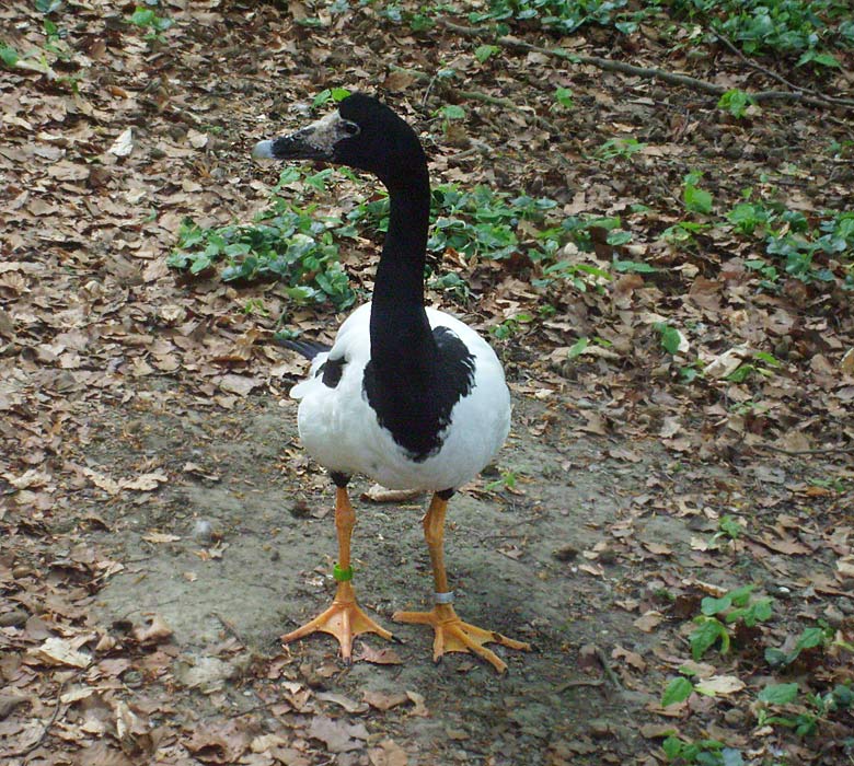 Spaltfußgans im Zoo Wuppertal im Mai 2010