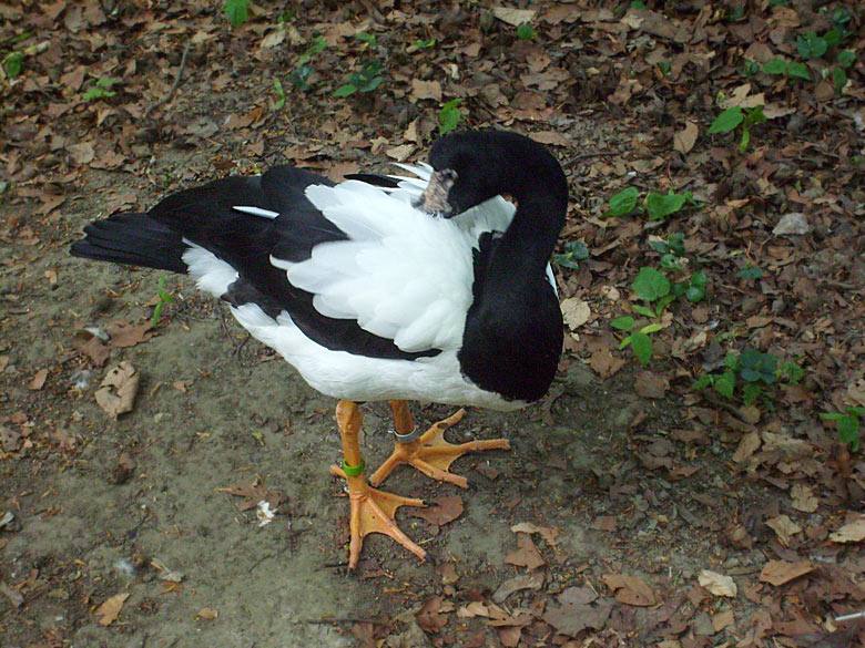 Spaltfußgans im Zoologischen Garten  im Mai 2010