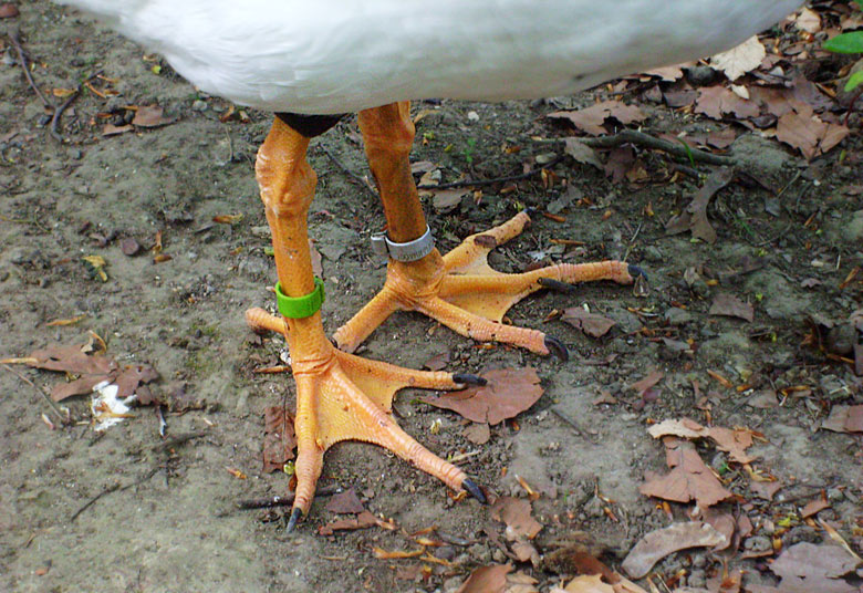 Spaltfußgans im Wuppertaler Zoo im Mai 2010