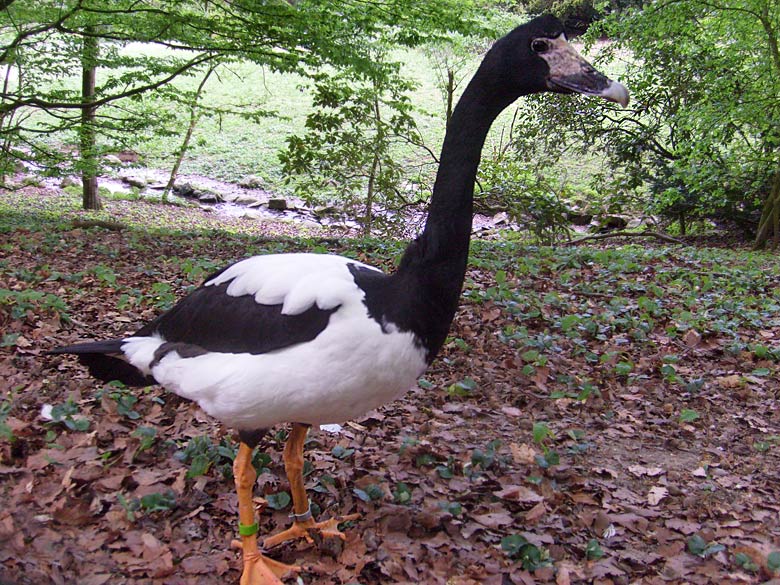 Spaltfußgans im Zoo Wuppertal im Mai 2010