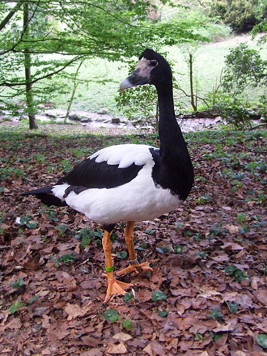 Spaltfußgans im Zoologischen Garten  im Mai 2010