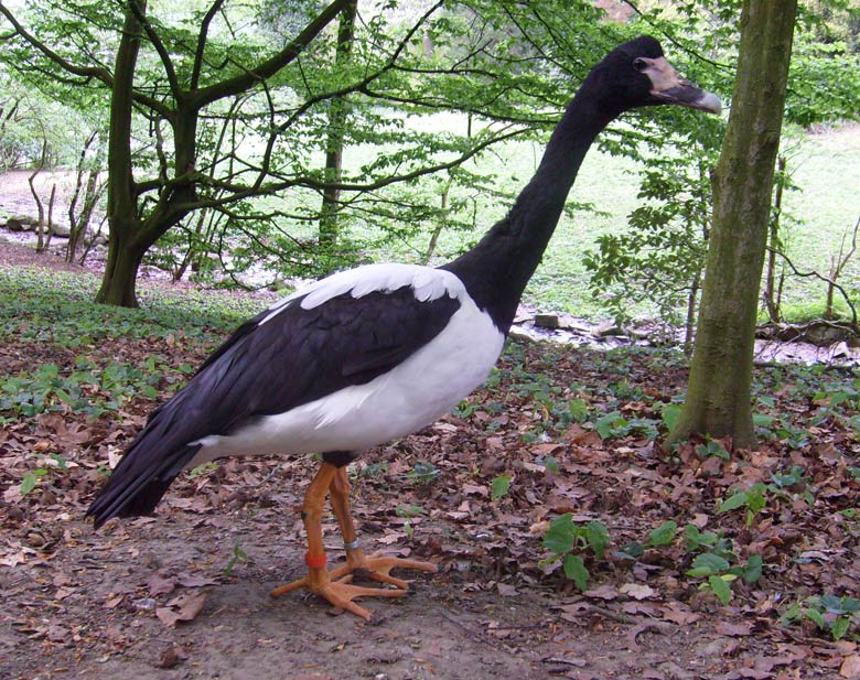 Spaltfußgans im Wuppertaler Zoo im Mai 2010