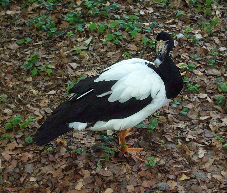 Spaltfußgans im Zoo Wuppertal im Mai 2010