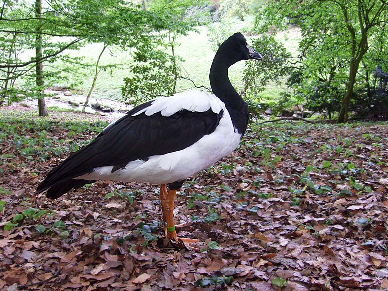 Spaltfußgans im Zoologischen Garten  im Mai 2010