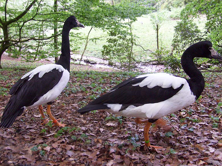 Spaltfußgans im Zoo Wuppertal im Mai 2010