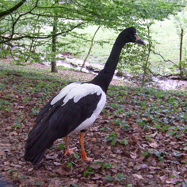 Spaltfußgans im Wuppertaler Zoo im Mai 2010