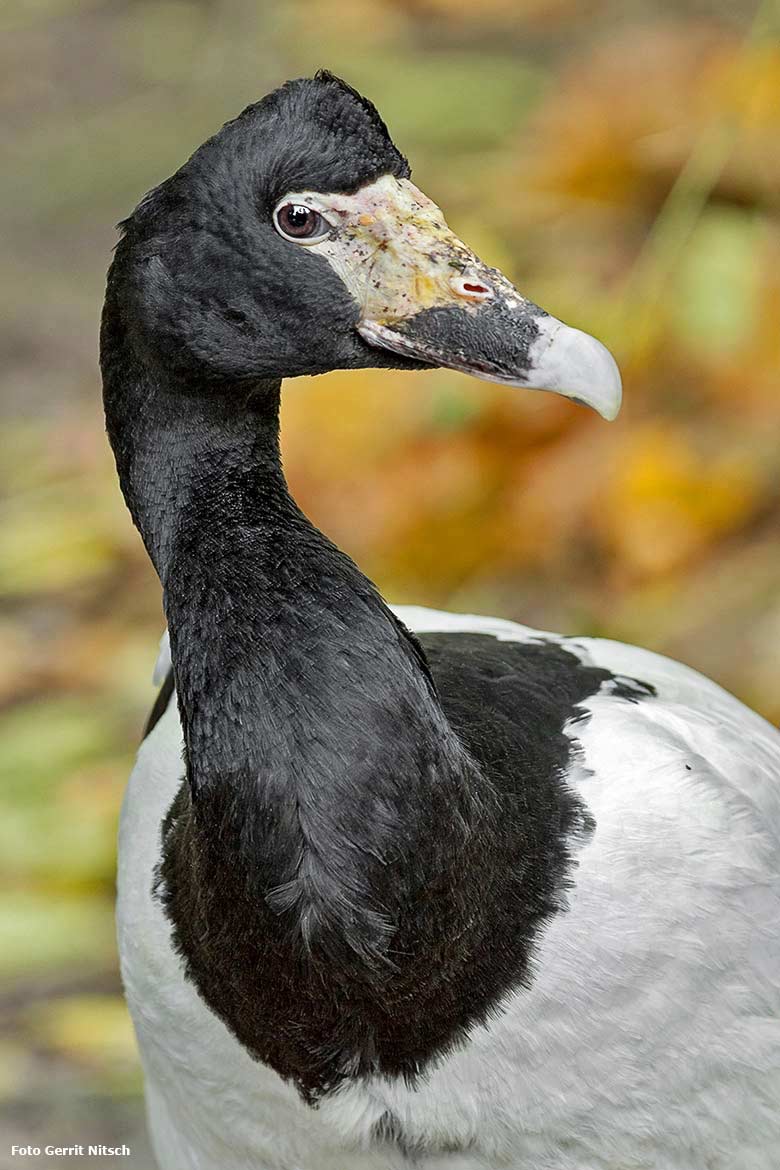 Spaltfußgans am 16. Oktober 2017 im Grünen Zoo Wuppertal (Foto Gerrit Nitsch)