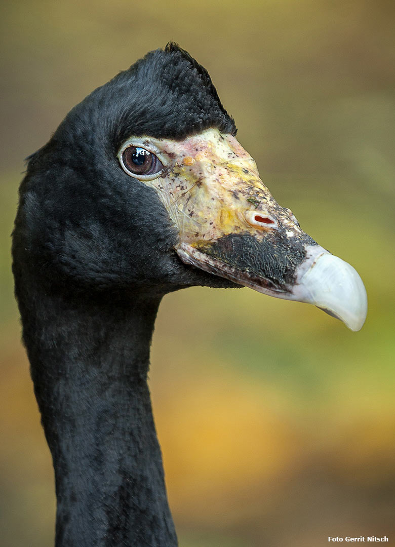 Spaltfußgans am 16. Oktober 2017 im Wuppertaler Zoo (Foto Gerrit Nitsch)