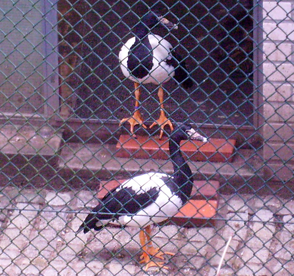 Spaltfußgänse im Wintergehege im Wuppertaler Zoo im Januar 2009