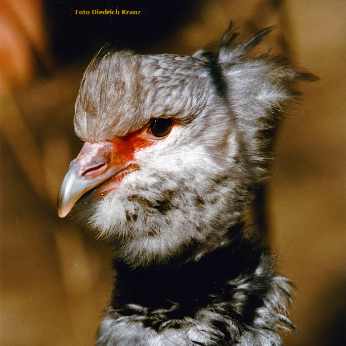 Halsband-Wehrvogel im Wuppertaler Zoo im März 1998 (Foto Diedrich Kranz)