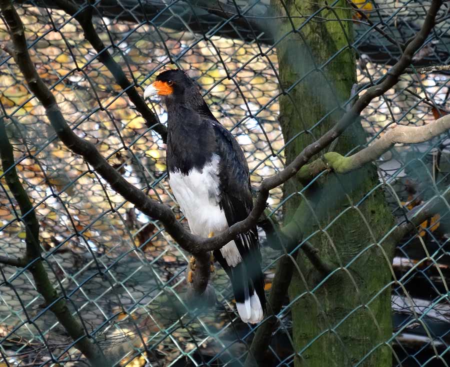 Andenkarakara im Zoo Wuppertal im November 2014