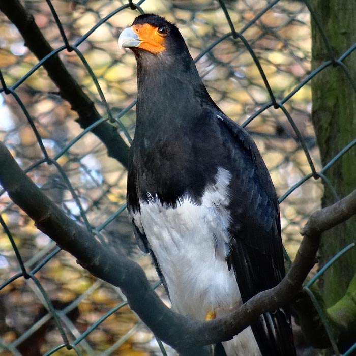 Andenkarakara im Wuppertaler Zoo im November 2014