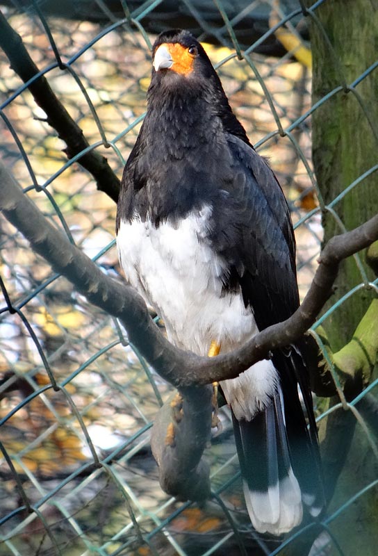 Andenkarakara im Zoologischen Garten Wuppertal im November 2014