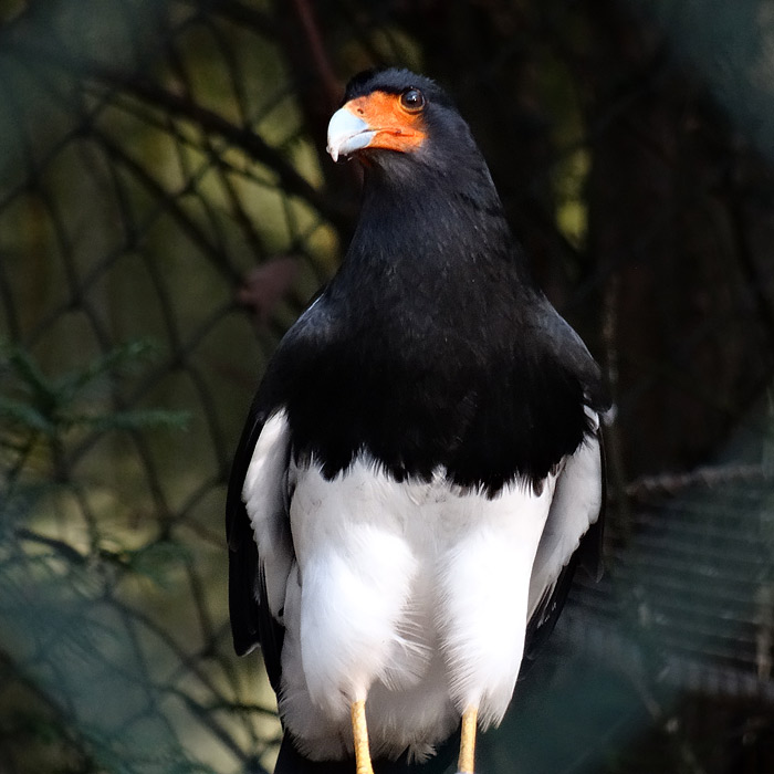 Andenkarakara im Wuppertaler Zoo im November 2014