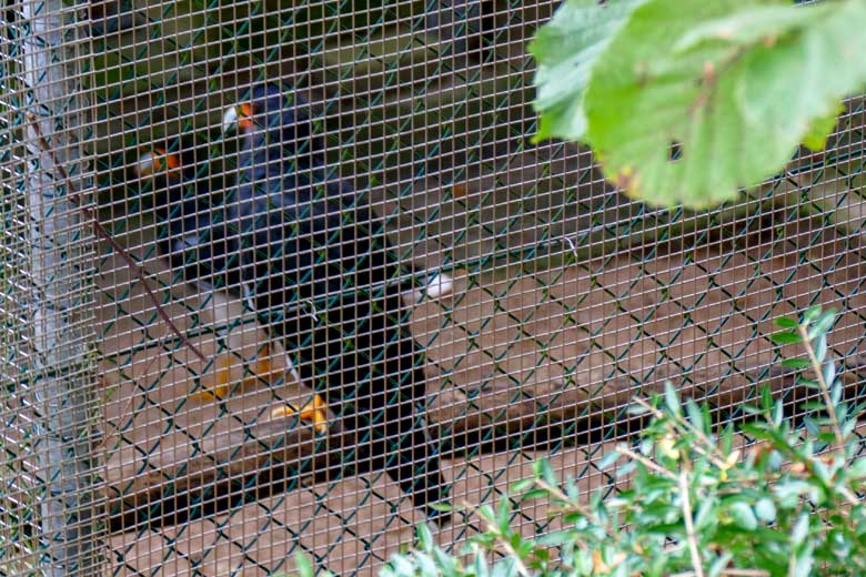 Schemenhaft zu erkennendes Andenkarakara-Paar am 25. Oktober 2022 in einer Außenvoliere am Überwinterungshaus im Wuppertaler Zoo