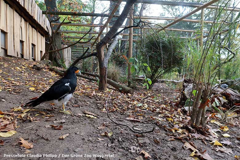 Andenkarakara am 27. Oktober 2022 in der Voliere rechts neben dem Kleinkatzen-Haus im Grünen Zoo Wuppertal (Pressefoto Claudia Philipp - Der Grüne Zoo Wuppertal)