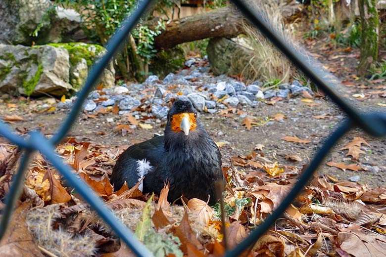 Weiblicher Berg-Karakara direkt am Zaun der Außenanlage am 28. Oktober 2022 im Wuppertaler Zoo