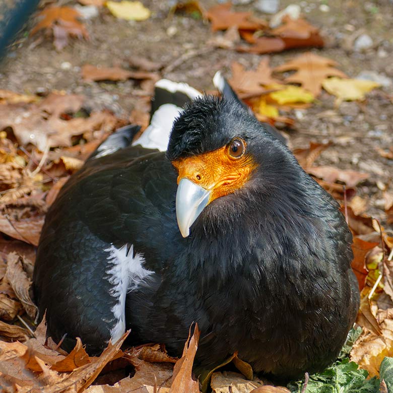 Weiblicher Berg-Karakara direkt am Zaun der Außenanlage am 28. Oktober 2022 im Zoo Wuppertal