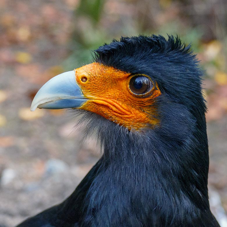 Weiblicher Berg-Karakara direkt am Zaun der Außenanlage am 28. Oktober 2022 im Zoologischen Garten der Stadt Wuppertal