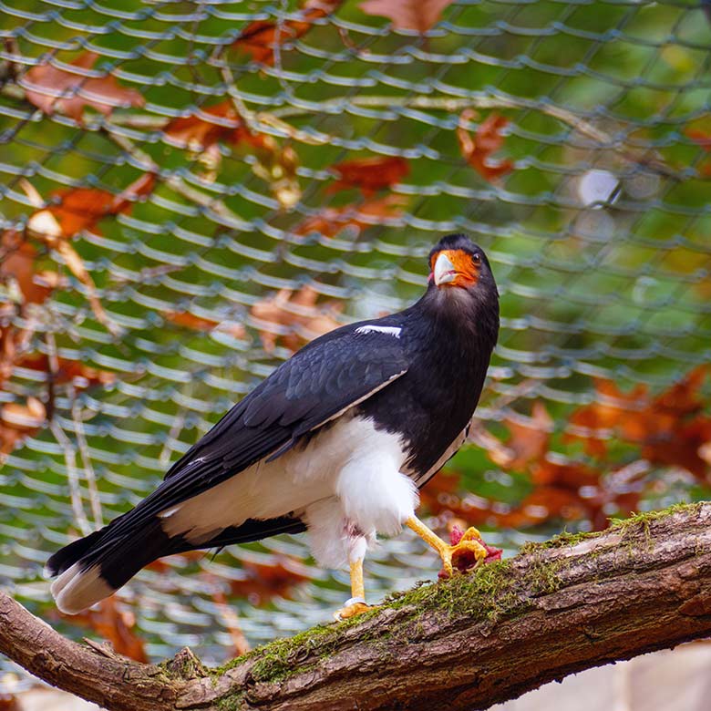 Männlicher Berg-Karakara am 28. Oktober 2022 in der Außenvoliere neben dem Kleinkatzen-Haus im Grünen Zoo Wuppertal