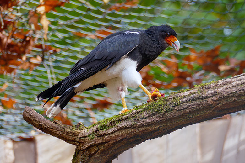 Männlicher Berg-Karakara am 28. Oktober 2022 in der Außenvoliere neben dem Kleinkatzen-Haus im Wuppertaler Zoo