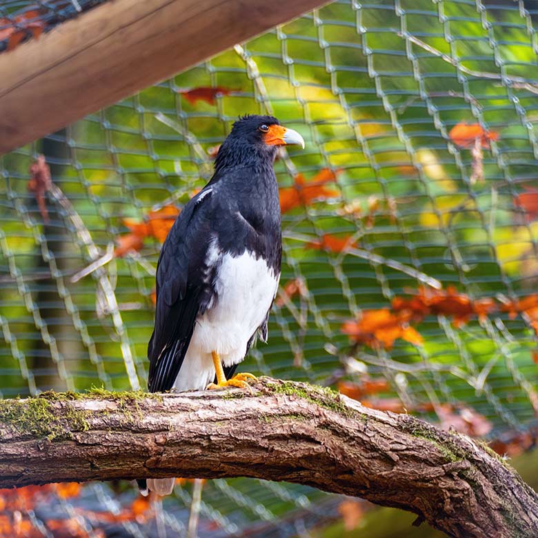 Männlicher Berg-Karakara am 28. Oktober 2022 in der Außenvoliere neben dem Kleinkatzen-Haus im Zoologischen Garten Wuppertal