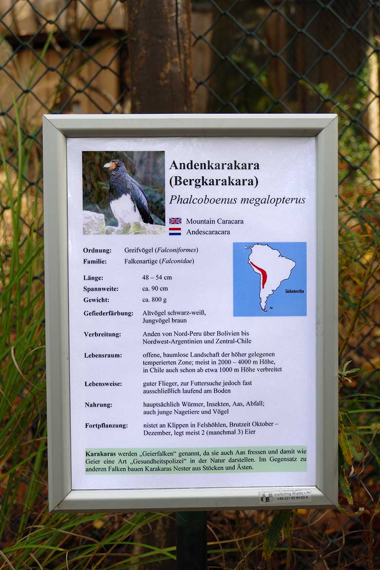 Ausschilderung Andenkarakara (Bergkarakara) am 28. Oktober 2022 im Grünen Zoo Wuppertal