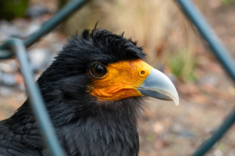 Weiblicher Berg-Karakara direkt am Zaun der Außenanlage am 4. November 2022 im Wuppertaler Zoo