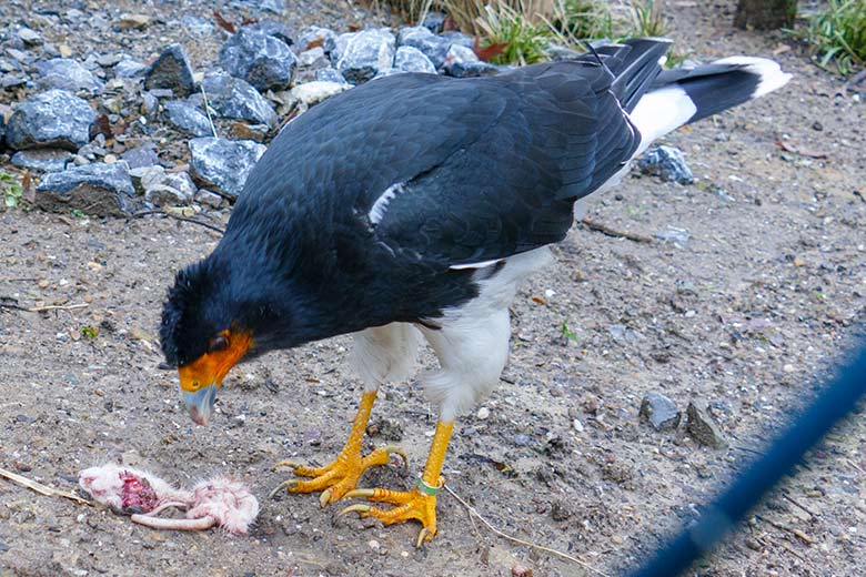 Berg-Karakara mit Futter-Maus am 26. Dezember 2022 in der Außenvoliere neben dem Kleinkatzen-Haus im Zoologischen Garten Wuppertal