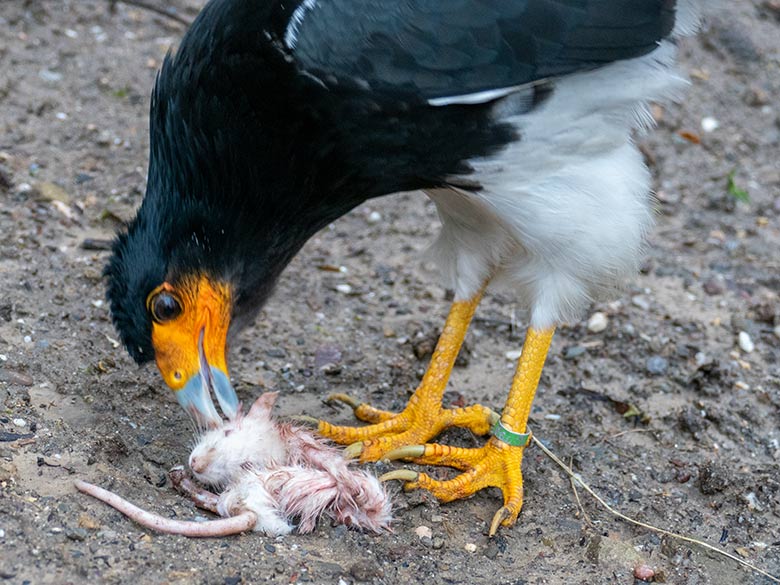 Weiblicher Berg-Karakara mit einem grünen Ring am linken Fuß am 11. Januar 2023 in der Außenvoliere neben dem Kleinkatzen-Haus im Grünen Zoo Wuppertal