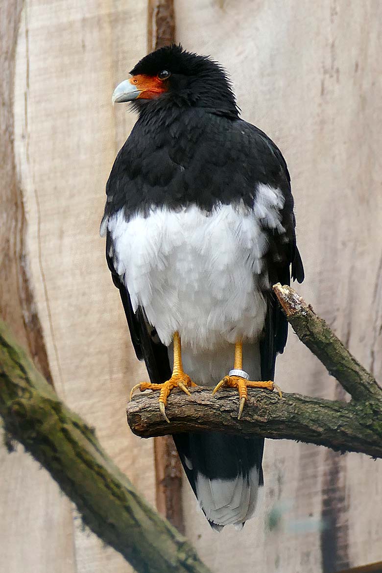 Männlicher Berg-Karakara mit einem silberfarbenen Ring am linken Fuß am 10. Januar 2023 in der Außenvoliere neben dem Kleinkatzen-Haus im Wuppertaler Zoo