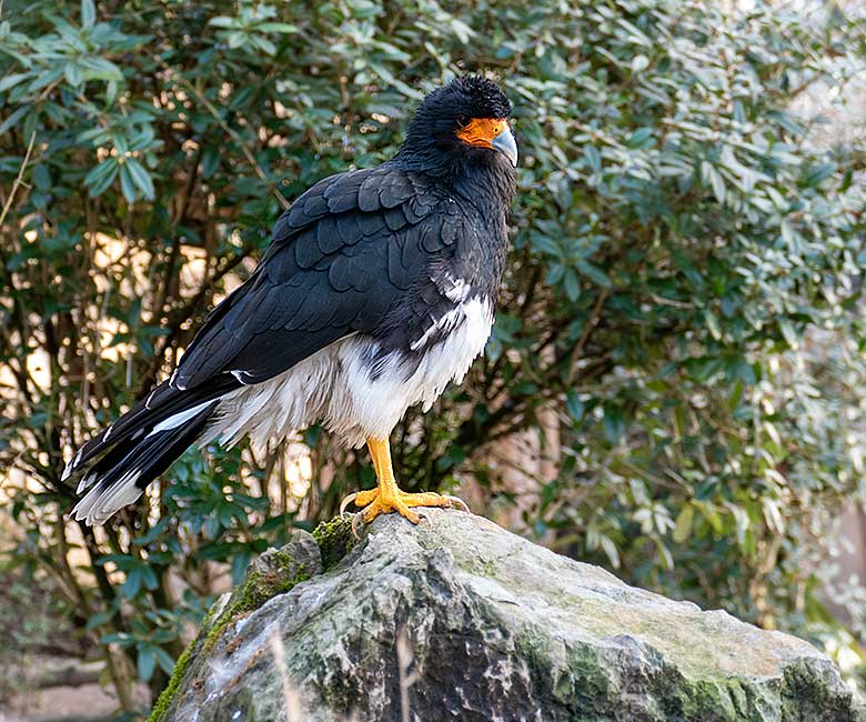 Weiblicher Berg-Karakara am 11. Januar 2023 in der Außenvoliere neben dem Kleinkatzen-Haus im Grünen Zoo Wuppertal