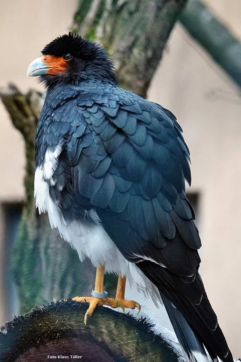 Männlicher Berg-Karakara am 24. Januar 2023 in der Außenvoliere neben dem Kleinkatzen-Haus im Grünen Zoo Wuppertal (Foto Klaus Tüller)