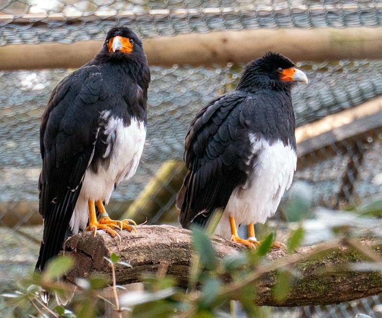 Weiblicher Berg-Karakara und männlicher Berg-Karakara am 9. Februar 2023 in der Außenvoliere neben dem Kleinkatzen-Haus im Grünen Zoo Wuppertal